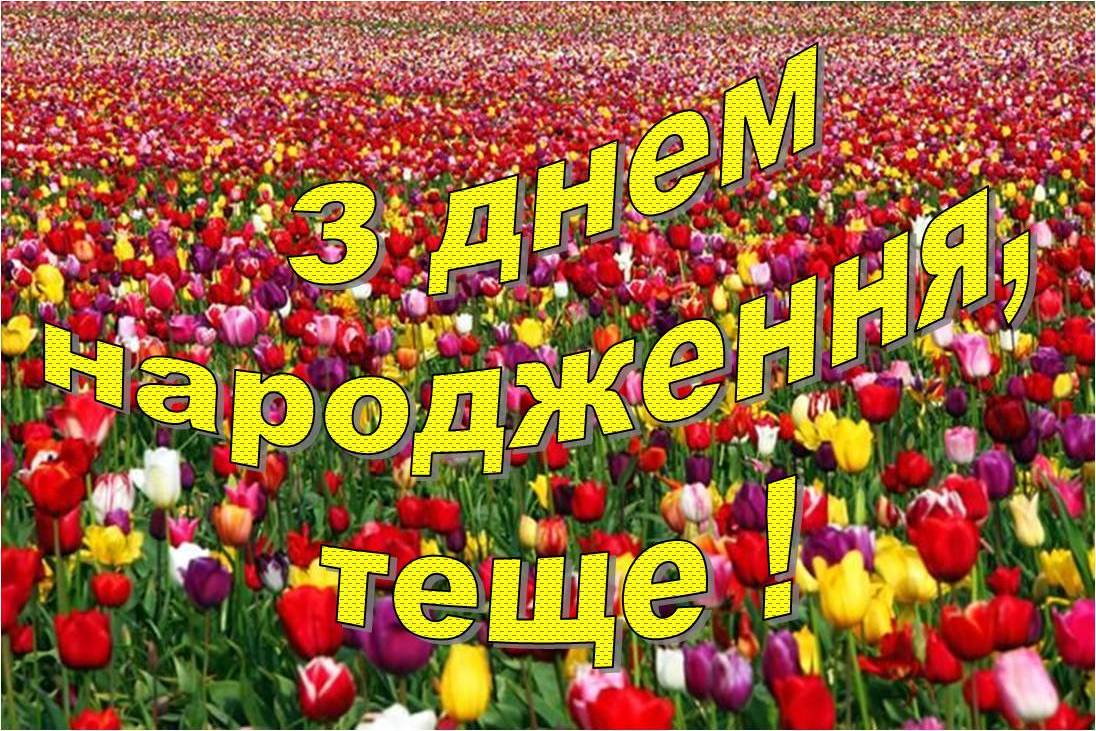 привітання зятю від тещі - Листівка 14